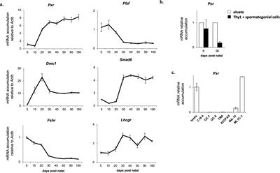 The Pregnane-X receptor regulates steroid synthesis in mouse Leydig cells
